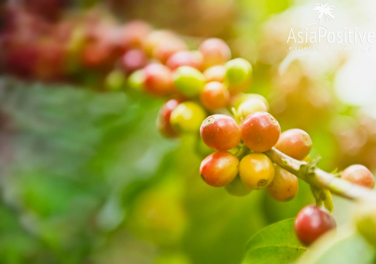 Почти созревшие ягоды на кофе на ветке кофейного дерева | Путь кофе от ягоды до чашки | Эксперт по путешествиям AsiaPositive.com