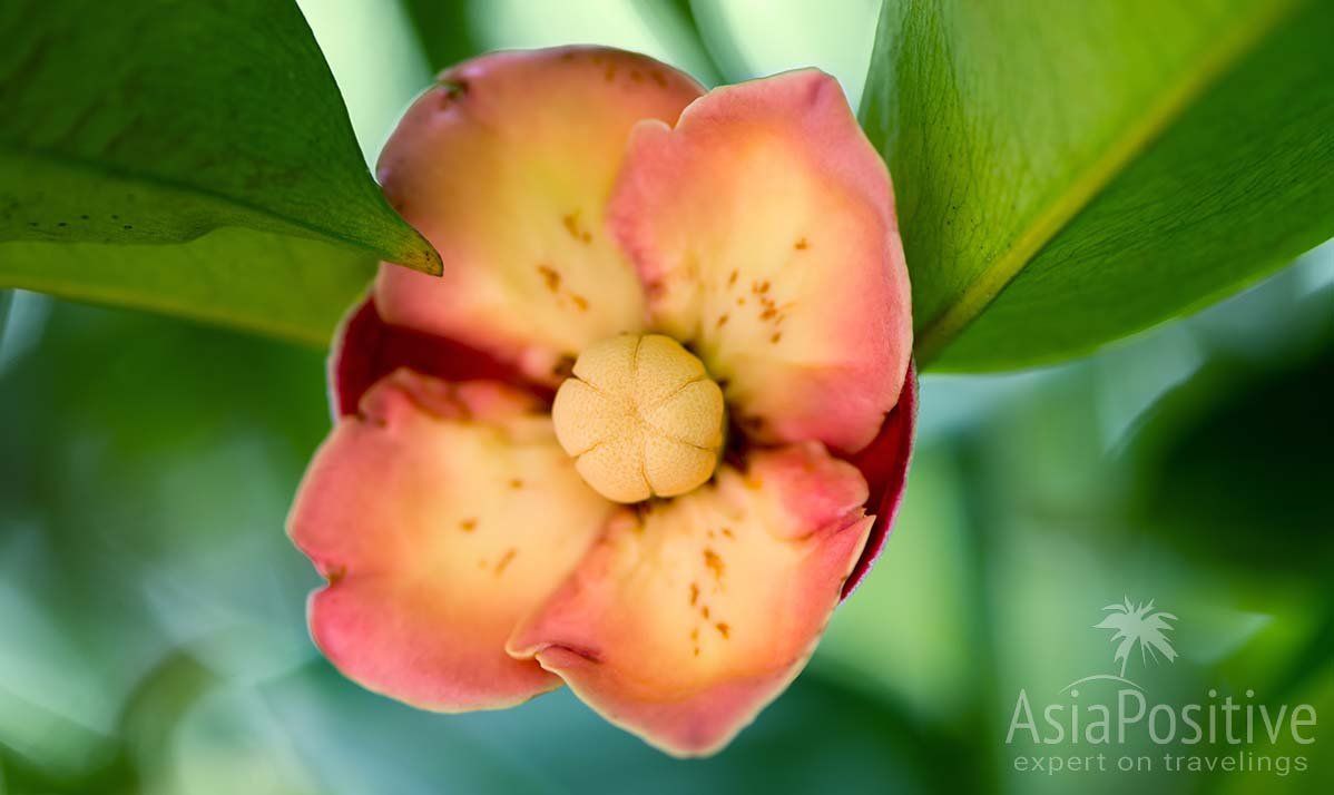 Цветок мангустина в вечно зелёной кроне дерева | Тропические фрукт Мангустин | AsiaPositive.com