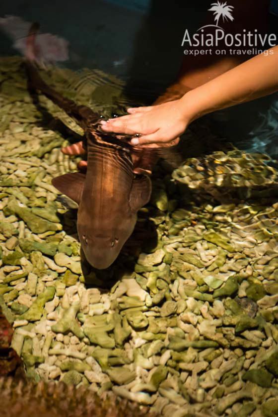 Океанариум Куала-Лумпура - возможность покормить и погладить акулу | С Пхукета в Куала-Лумпур: детальный план поездки | Самостоятельные путешествия AsiaPositive.com