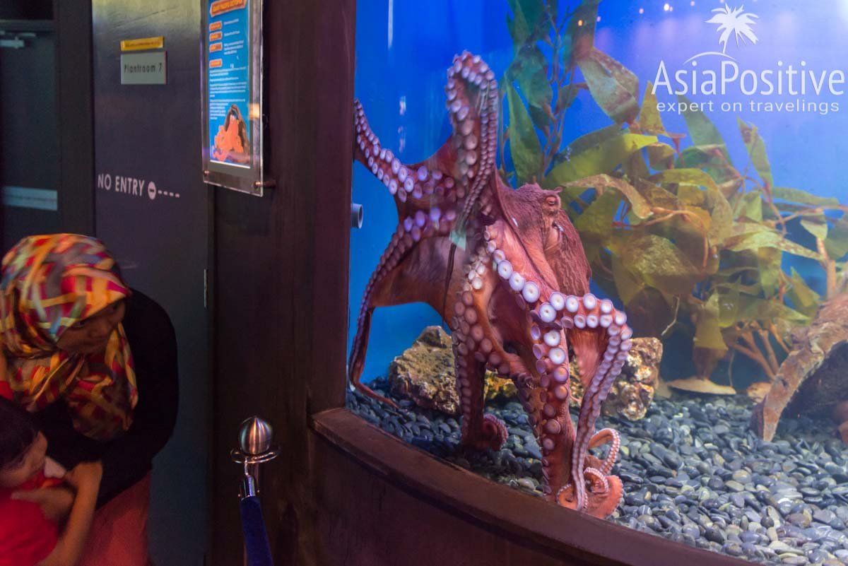 Гигантский осьминог впечатляет и детей, и взрослых | Океанариум Куала-Лумпура (Aquaria KLCC) – как получить максимум впечатлений | Эксперт по путешествиям AsiaPositive.com