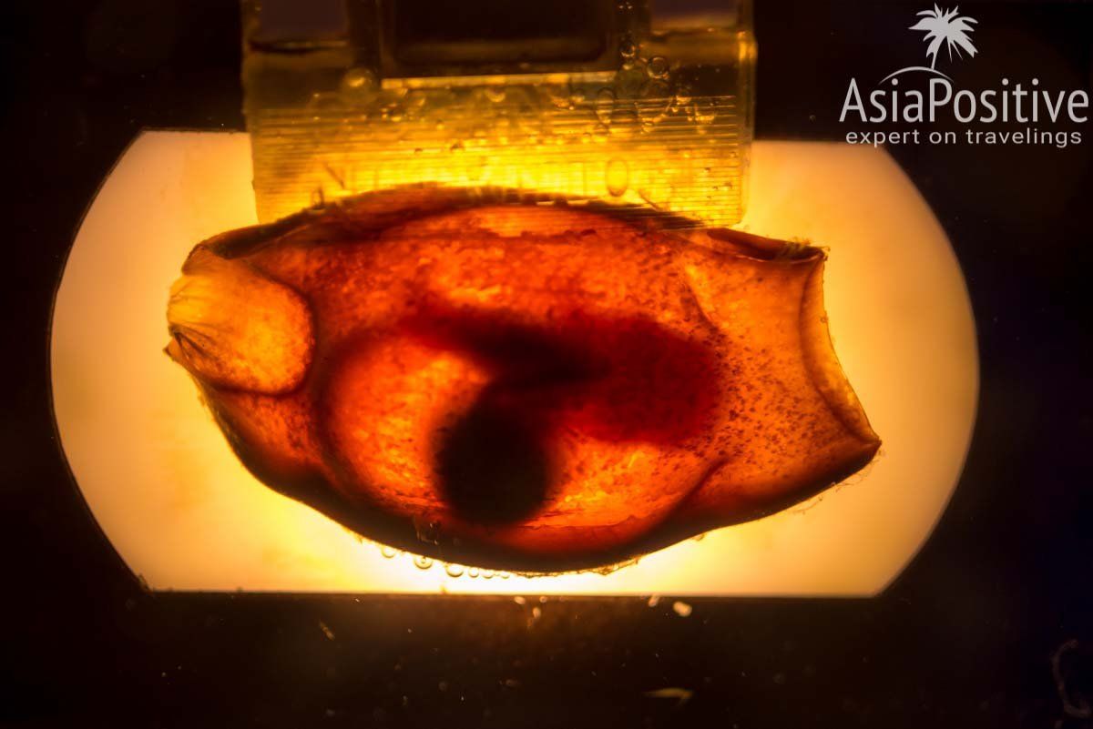 Яйцо акулы с живым зародышем внутри| Океанариум Куала-Лумпура (Aquaria KLCC) – как получить максимум впечатлений | Эксперт по путешествиям AsiaPositive.com