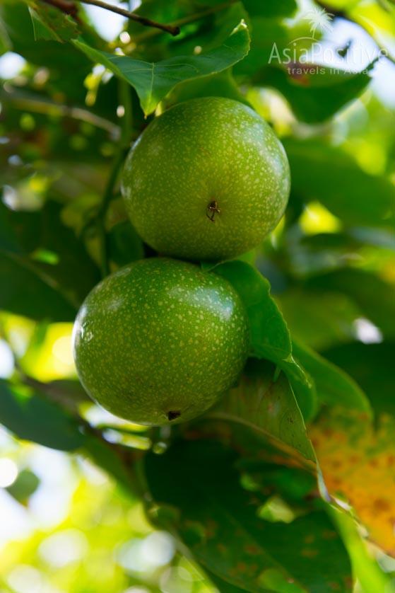 Маракуйя (плод страсти) - очень вкусный фрукт | Парки и фермы Лангкави | Малайзия с AsiaPositive.com