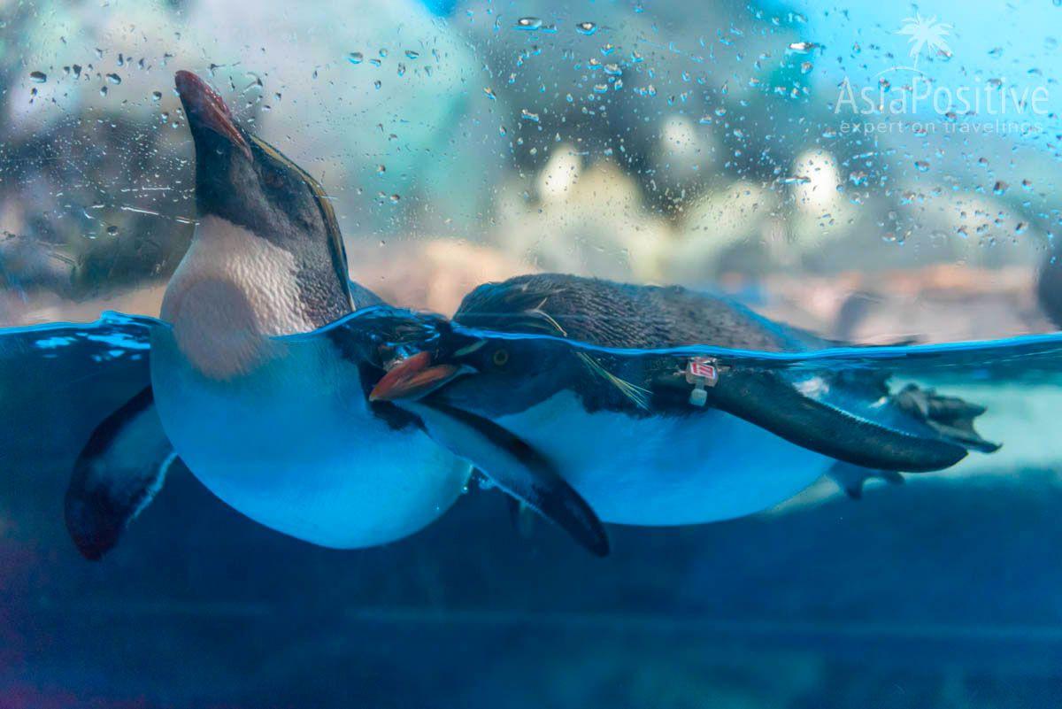 Любопытные пингвины | Океанариум Подводный мир Лангкави | Малайзия | Путешествия по Азии с AsiaPositive.com