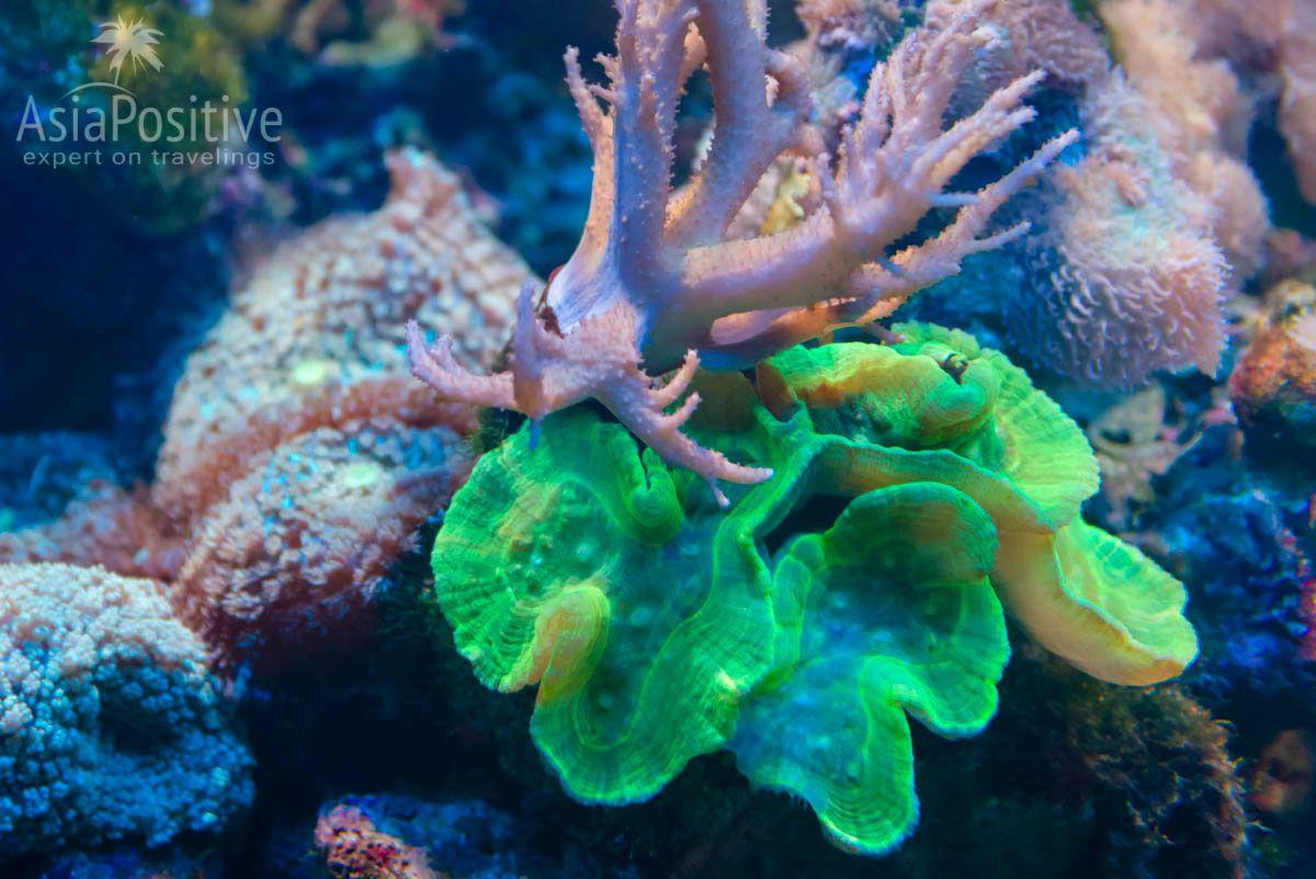 Флюоресцентный коралл | Океанариум Подводный мир Лангкави | Малайзия | Путешествия с AsiaPositive.com