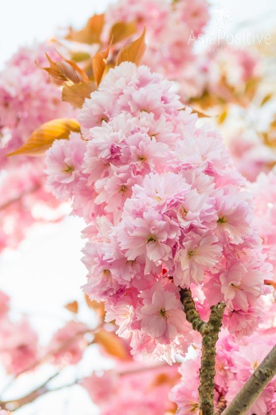 Sakura also blooms in April | Turkey, Istanbul