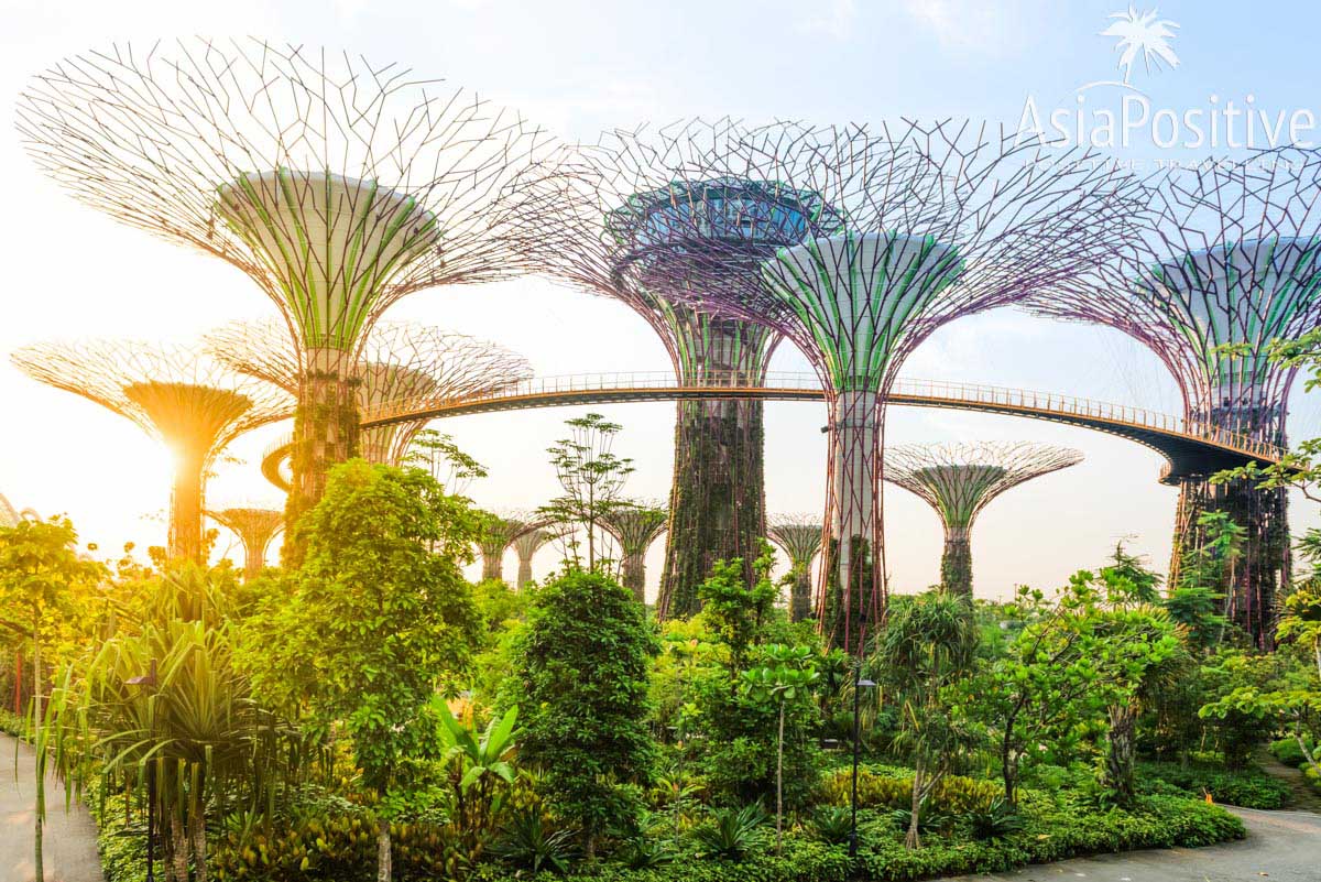 Супер-деревья в парке Gardens by the Bay - одной из самых посещаемых достопримечательности Сингапура