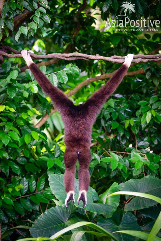 Некоторые обезьяны свободно перемещаются по зоопарку | Самая необходимая информация о Сингапурском зоопарке: как быстрее и дешевле добраться, когда лучше приезжать, где выгоднее купить билеты, что стоит с собой взять, как увидеть всё самое интересное.| Сингапурский зоопарк: о чём стоит знать каждому туристу | Позитивные путешествия по Азии от AsiaPositive.com