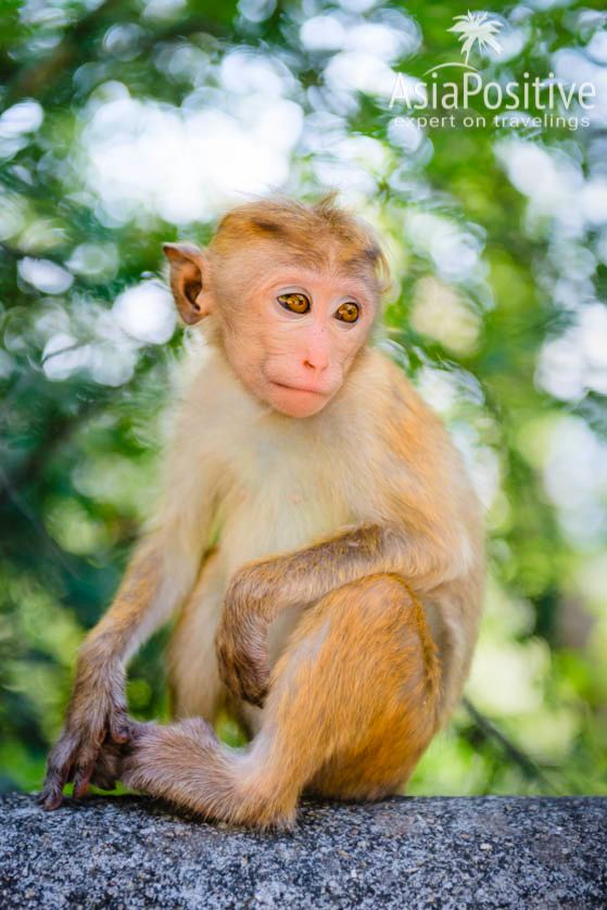 Милая (и коварная) обезьянка | Золотой храм Дамбулла (Шри-Ланка) - всё, что стоит знать 
