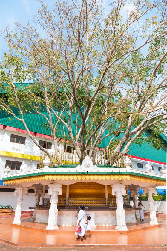 Священное дерево Ботхи | Достопримечательности Шри-Ланки | Путешествия AsiaPositive.com