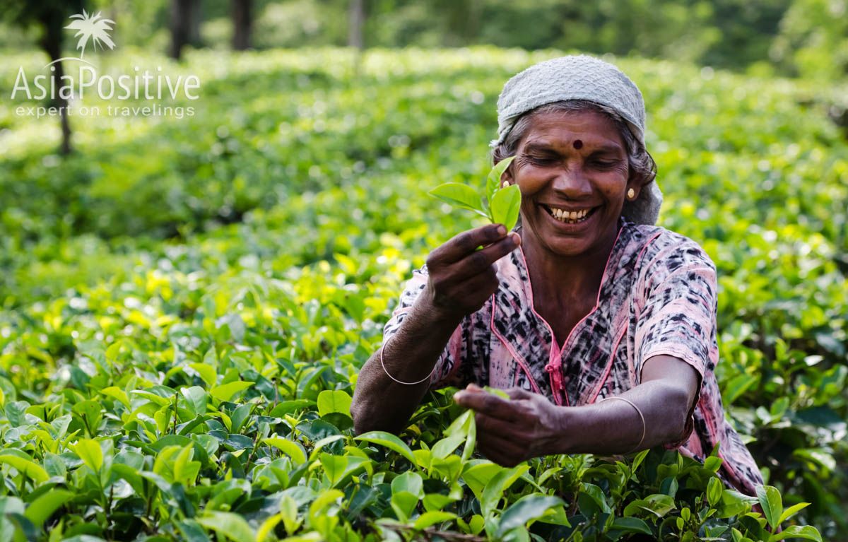 Цейлонский чай собирают вручную | Шри-Ланка на карте мира | Путешествия с AsiaPositive.com
