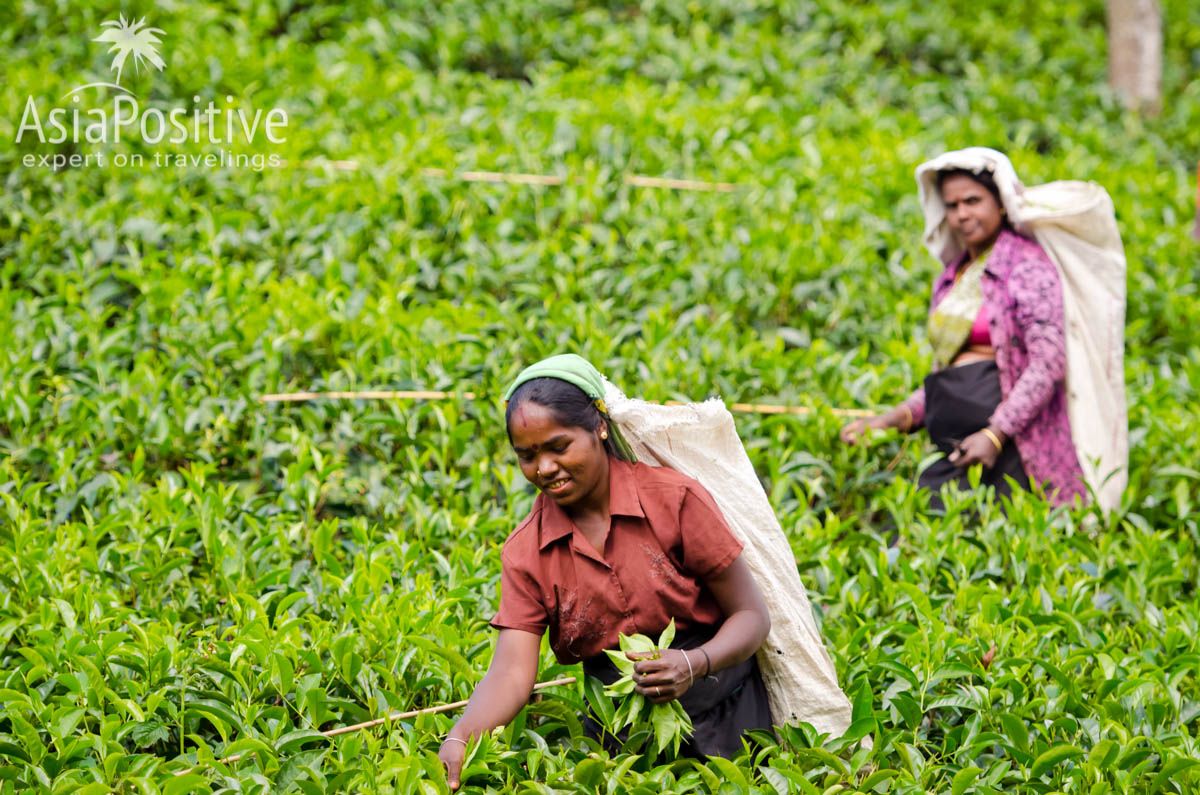 Сбор чая в горном регионе Шри-Ланки | Путешествия с AsiaPositive.com