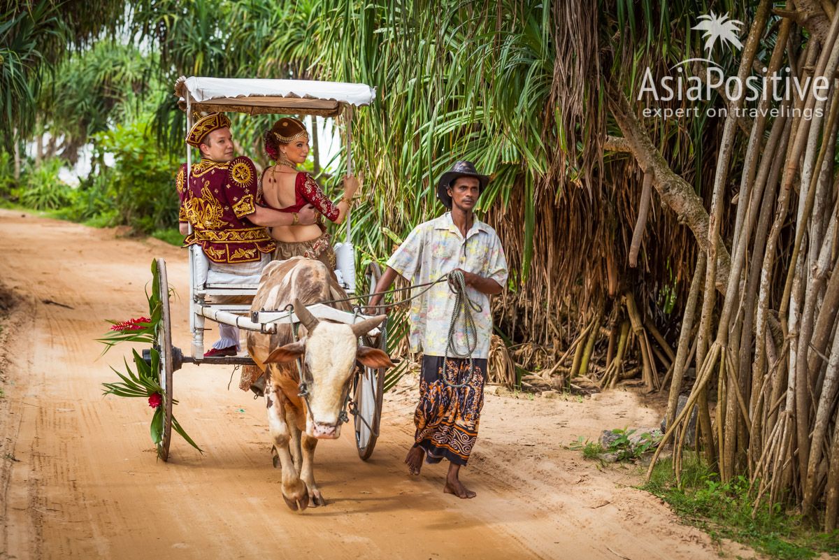 Повозка запряжённая коровой зебу и её колоритный поводырь | Яркая свадьба на Шри-Ланке | Путешествия по Азии AsiaPositive.com