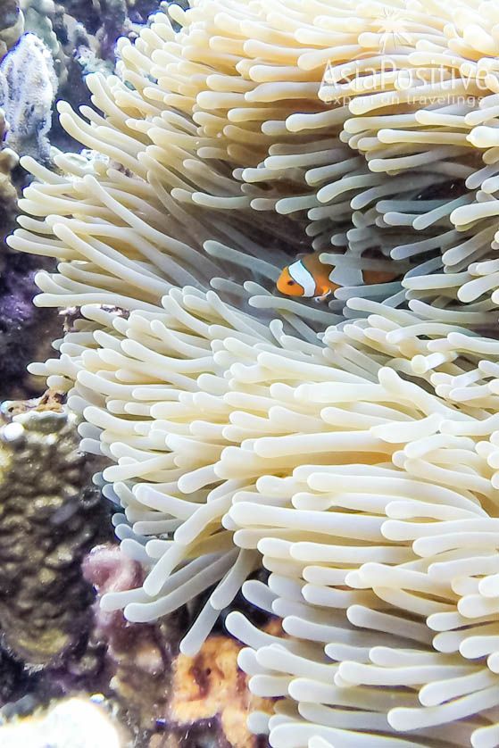 Clownfish in sea anemone | 7 Reasons to Go to Koh Lipe (Thailand)
