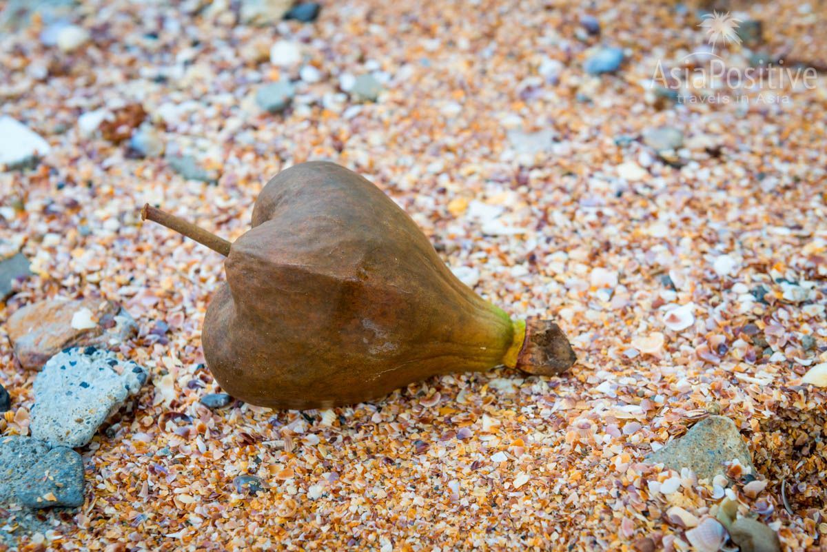 Плоды ядовитого дерева морские волны переносят на самые удалённые пляжи и острова  | Опасные растения Таиланда | AsiaPositive.com