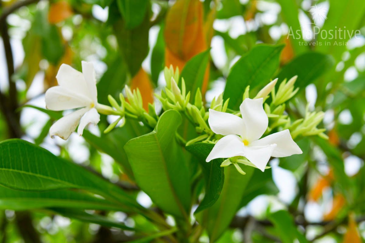 Цветы Церберы - белые невзрачные, крупные листья дают хорошую тень | Опасные растения Таиланда | AsiaPositive.com
