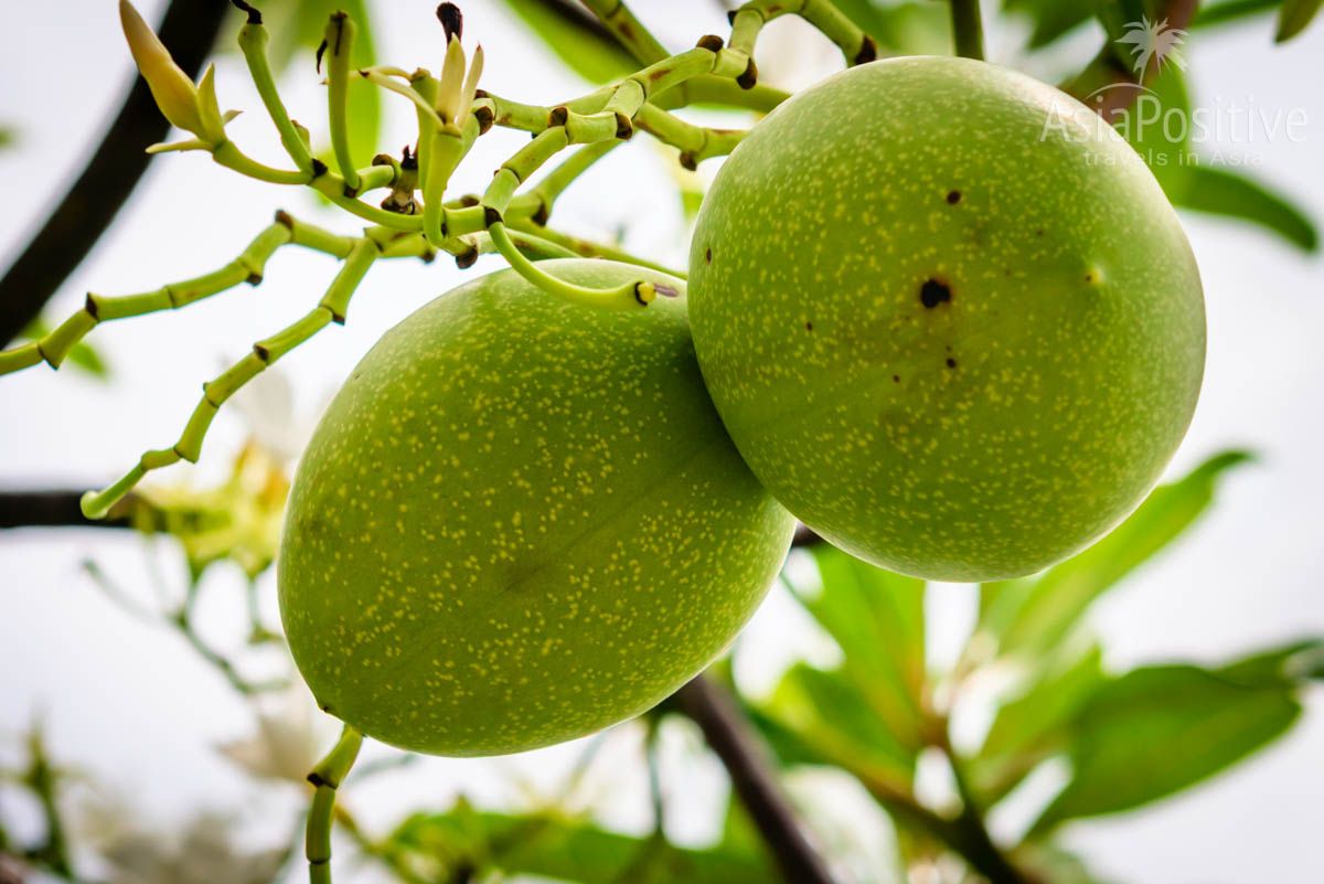 Плоды церберы напоминают грецкий орех, но значительно крупнее | Опасные растения Таиланда | AsiaPositive.com