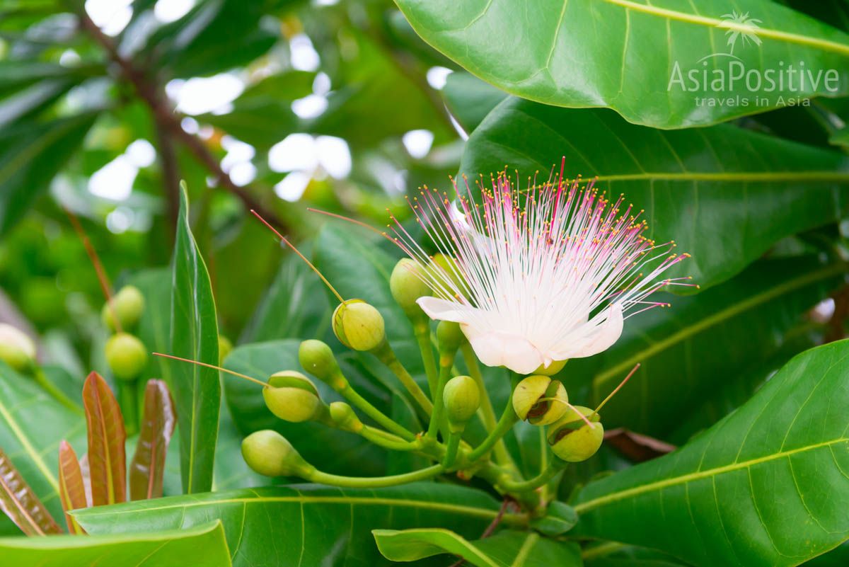 Цветы ядовитого дерева приятно и сильно пахнут | Опасные растения Таиланда | AsiaPositive.com