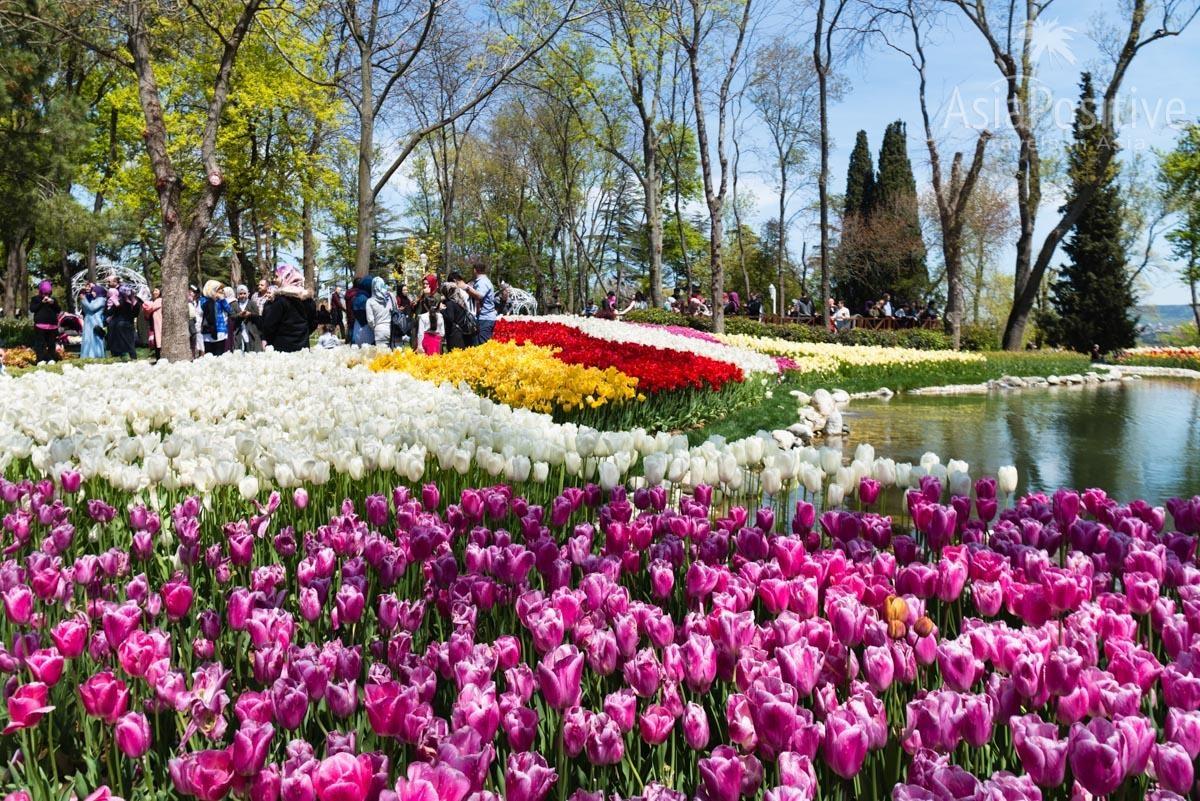 Тюльпаны в парк Эмирган в апреле | Стамбул, Турция | Путешествия AsiaPositive.com