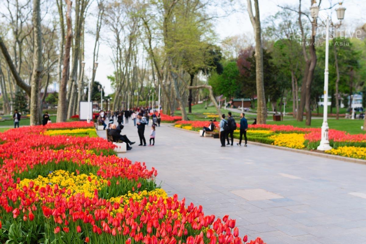 Тюльпаны в парке Гюльхане | Стамбул, Турция | Путешествия с AsiaPositive.com
