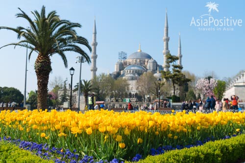 Тюльпаны в Стамбуле - когда и где проходит фестиваль тюльпанов
