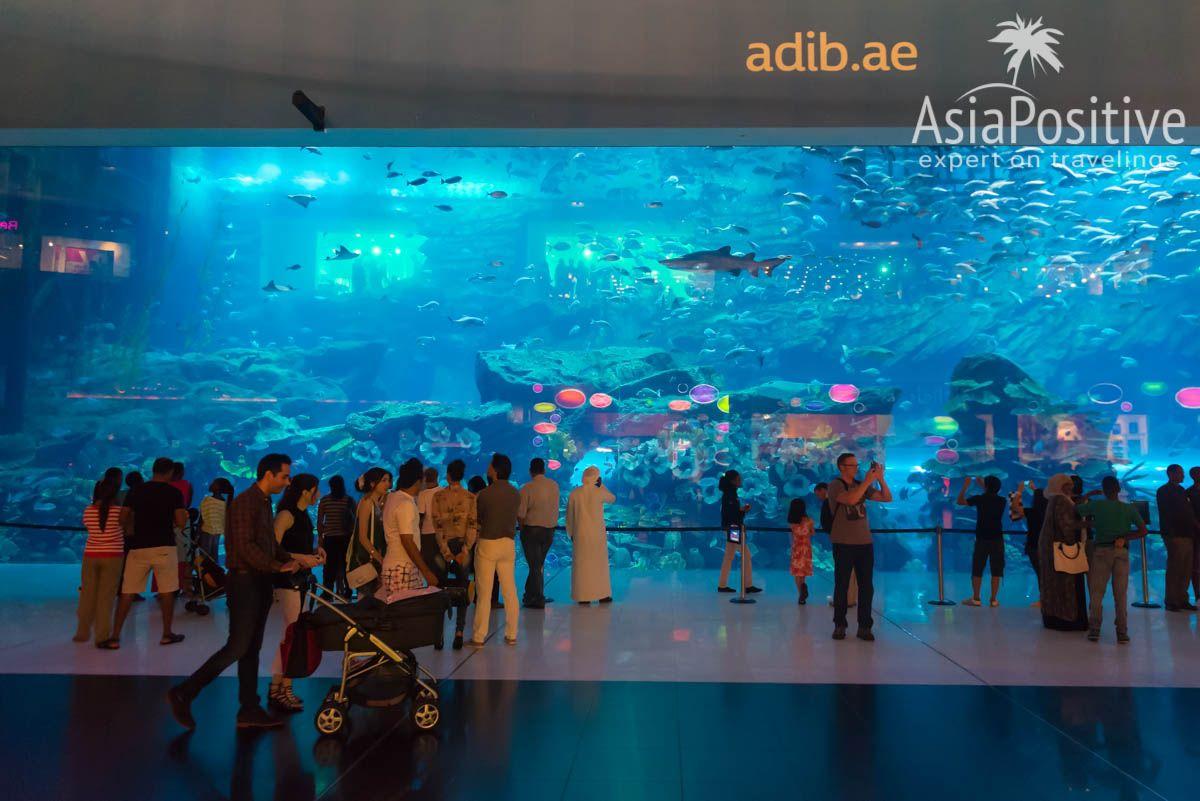 Океанариум Дубая расположен в ТЦ Dubai Mall