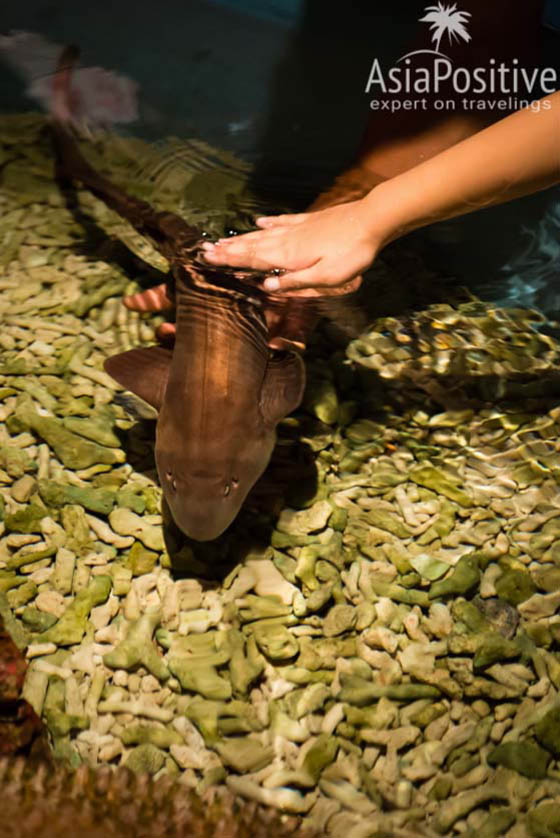 В океанариуме Куала-Лумпура можно потрогать акулу | Подробный план самостоятельной поездки с Пхукета в Сингапур и Куала-Лумпур | Таиланд | Путешествия по Азии с AsiaPositive.com