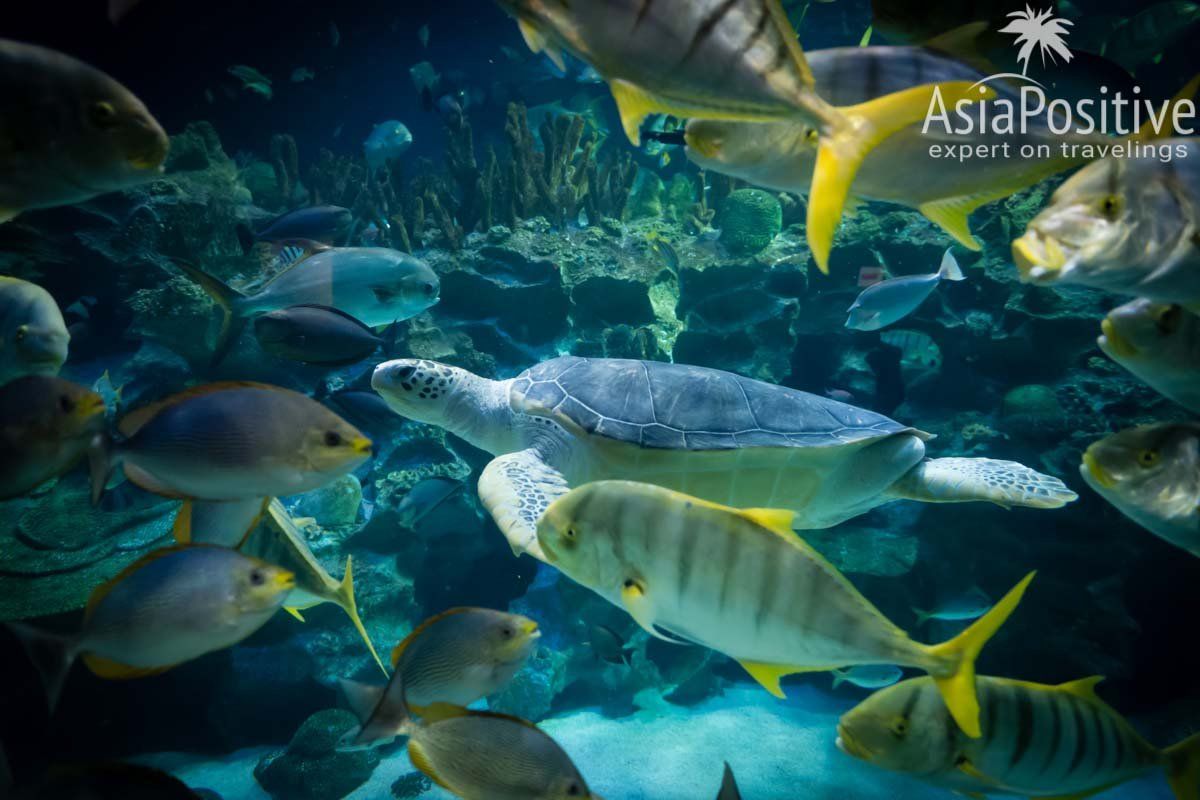 Черепаха в окружении разнообразных рыб | Океанариум Куала-Лумпура (Aquaria KLCC) – как получить максимум впечатлений | Эксперт по путешествиям AsiaPositive.com