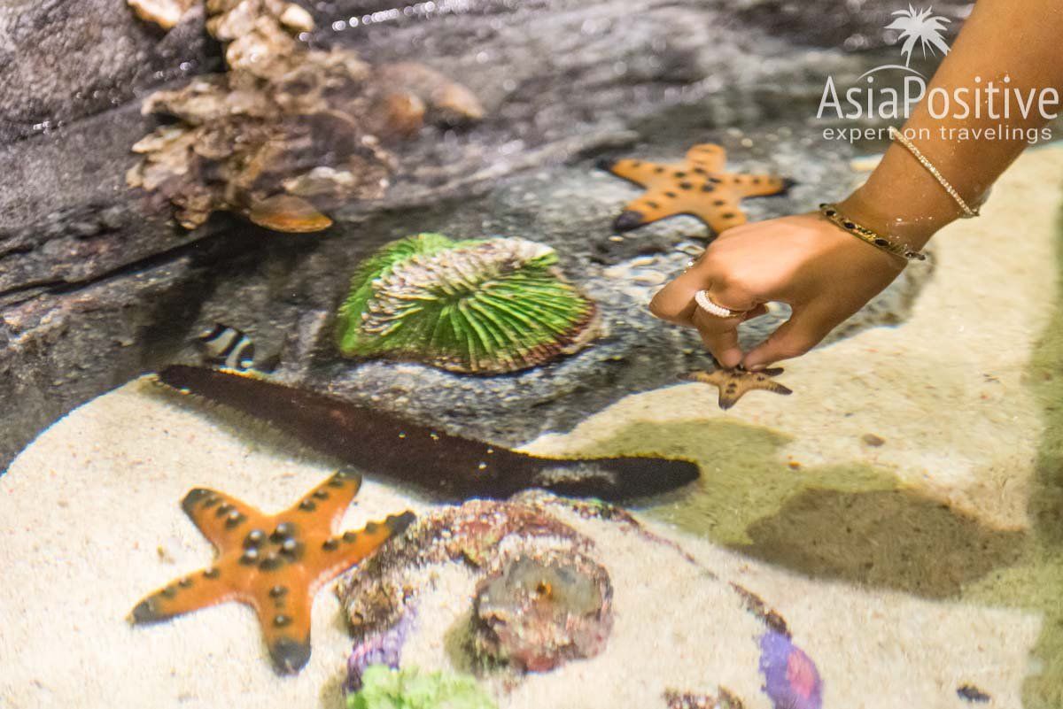 Проверьте сами, какая на ощупь морская звезда, насколько мягок морской огурец или гладкая акула | Океанариум Куала-Лумпура (Aquaria KLCC) – как получить максимум впечатлений | Эксперт по путешествиям AsiaPositive.com