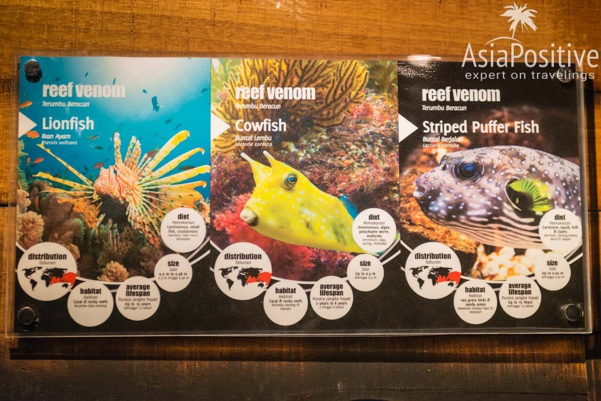 Возле каждого аквариума есть информация о его обитателях | Океанариум Куала-Лумпура (Aquaria KLCC) – как получить максимум впечатлений | Эксперт по путешествиям AsiaPositive.com