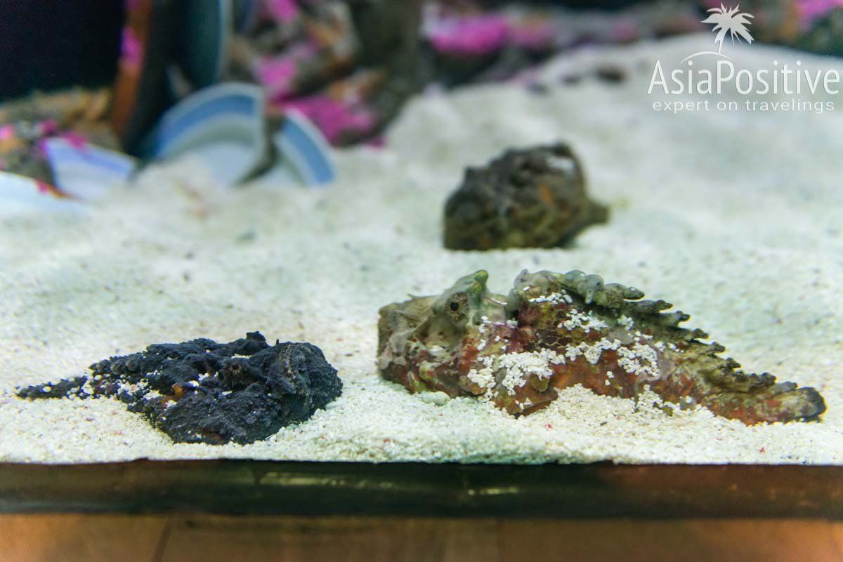 Рыбу-камень невероятно тяжело увидеть - на этом фото их две | Океанариум Куала-Лумпура (Aquaria KLCC) – как получить максимум впечатлений | Эксперт по путешествиям AsiaPositive.com
