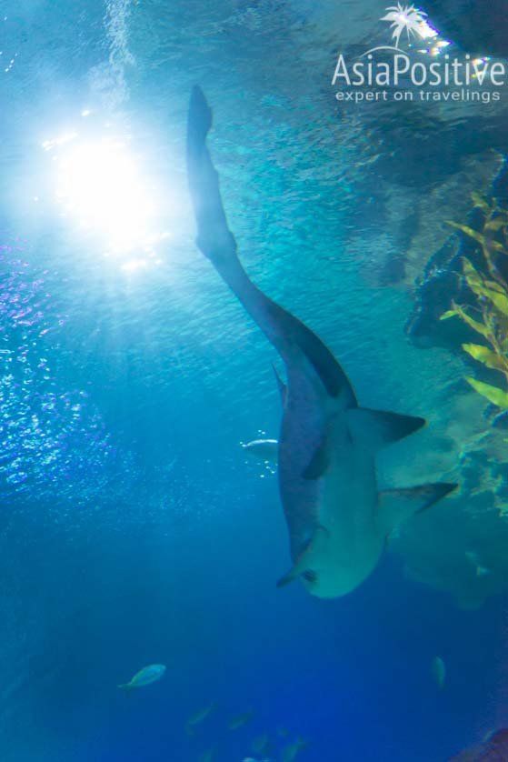 Несколько видов акул постоянно курсируют над туннелем | Океанариум Куала-Лумпура (Aquaria KLCC) – как получить максимум впечатлений | Эксперт по путешествиям AsiaPositive.com