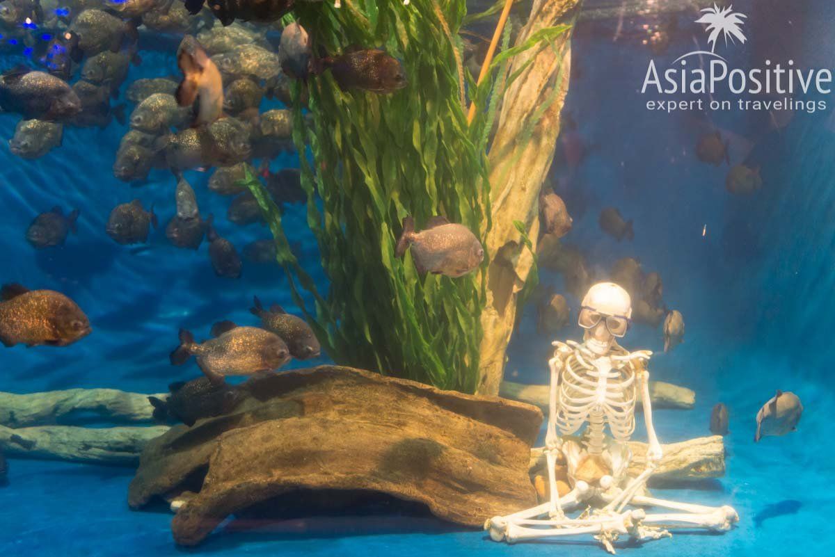 Аквариум с пираньями| Океанариум Куала-Лумпура (Aquaria KLCC) – как получить максимум впечатлений | Эксперт по путешествиям AsiaPositive.com