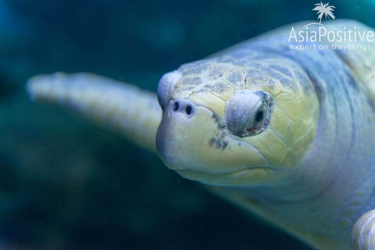 Портрет черепахи| Океанариум Куала-Лумпура (Aquaria KLCC) – как получить максимум впечатлений | Эксперт по путешествиям AsiaPositive.com