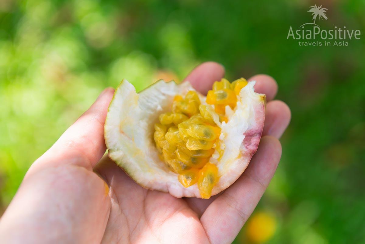 Спелый фрукт маракуйи можно разломать руками и есть без ложки | Путешествия с AsiaPositive.com