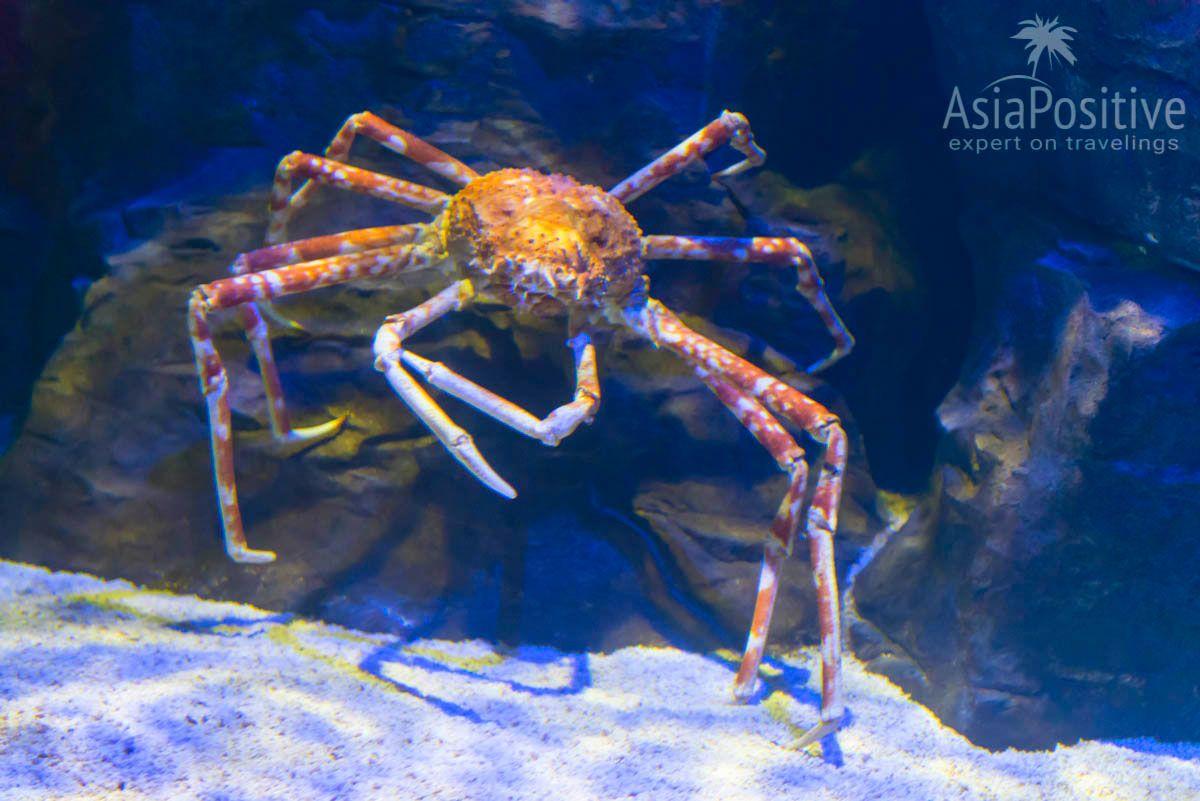Краб-паук в океанариуме Лангкави