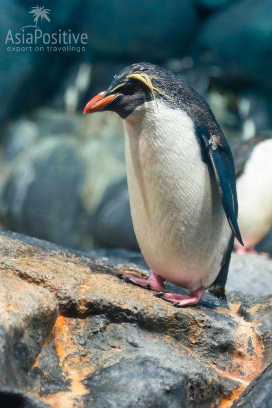 Хохлатый пингвин | Океанариум Подводный мир Лангкави | Малайзия | Путешествия по Азии с AsiaPositive.com