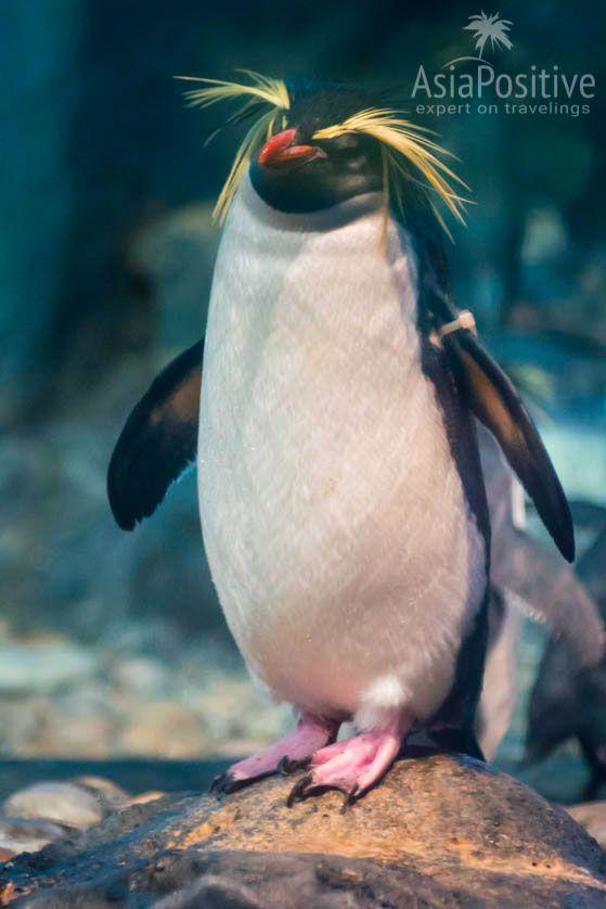 Хохлатый пингвин | Океанариум Подводный мир Лангкави | Малайзия | Путешествия по Азии с AsiaPositive.com