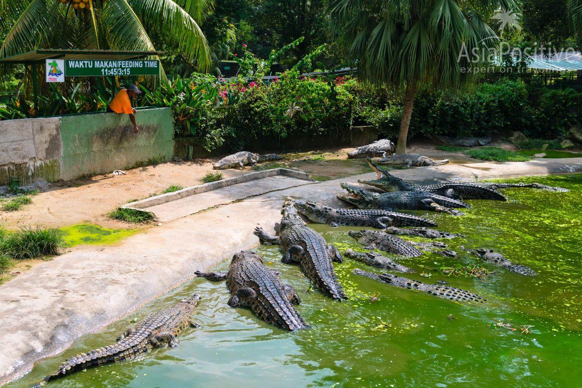 Кормление гигантов на крокодиловой ферме | Лангкави, Малайзия | AsiaPositive.com