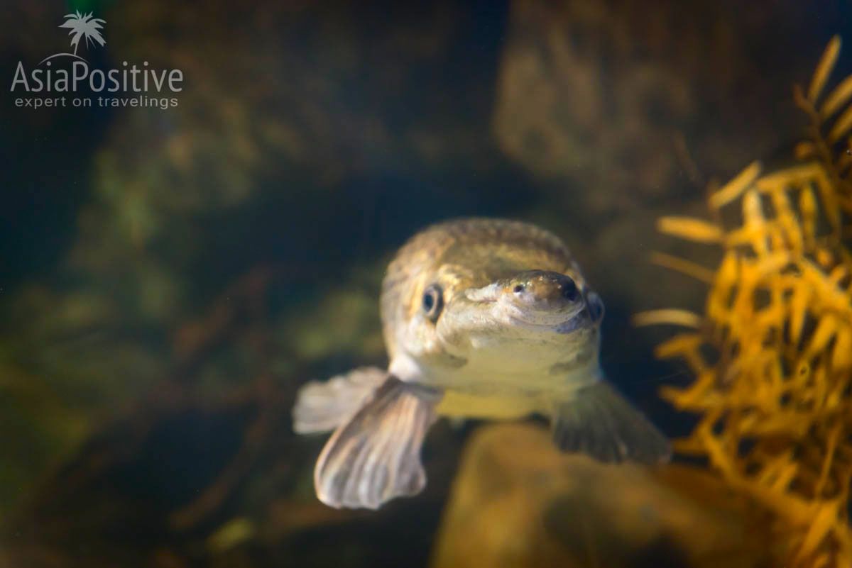Океанариум Подводный мир Лангкави Tropical Garfish с пятачком на носу | Океанариум Подводный мир Лангкави | Малайзия | Путешествия по Азии с AsiaPositive.com