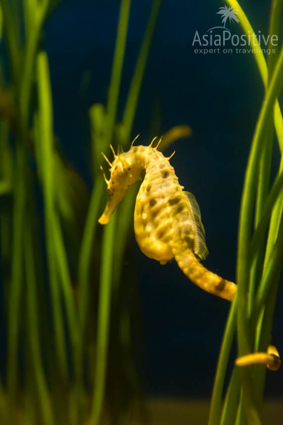 Океанариум Подводный мир Лангкави Морской конёк | Океанариум Подводный мир Лангкави | Малайзия | Путешествия по Азии с AsiaPositive.com
