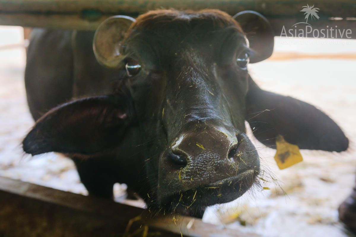 Ферма буйволов на о. Лангкави | Малайзия с AsiaPositive.com