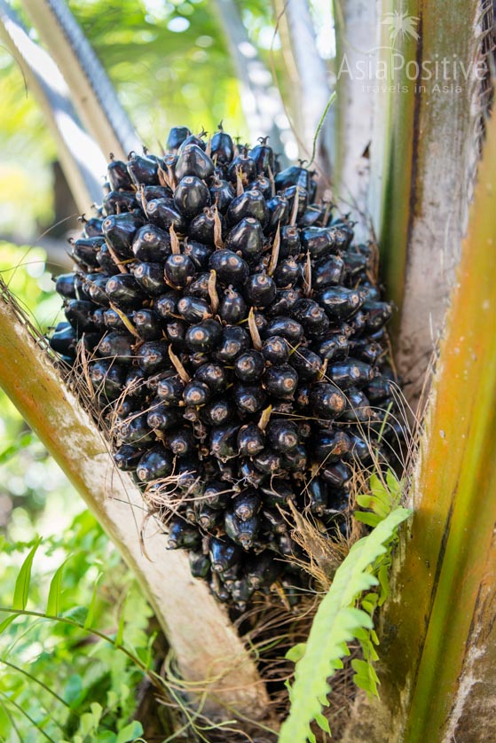 Плоды масличной пальмы | Экскурсия с Пхукета в Као Лак | Таиланд с AsiaPositive.com