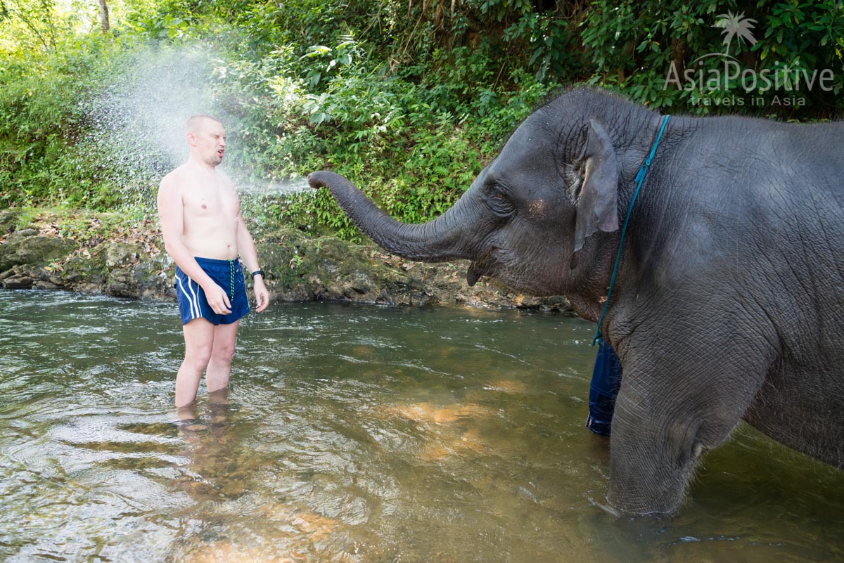 Общение со слонами | Экскурсия с Пхукета в Као Лак | Таиланд с AsiaPositive.com