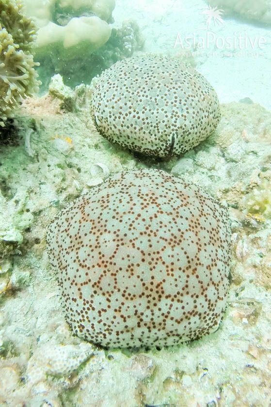 7 причин поехать на остров Ко Липе (Таиланд) Морские звёзды | 7 причин поехать на остров Ко Липе | Эксперт по путешествиям AsiaPositive.com