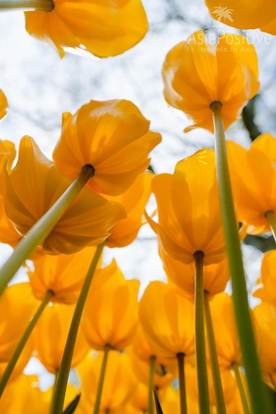 Lots and lots of tulips | Turkey, Istanbul