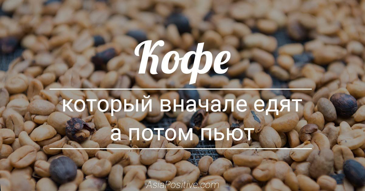 Самый дорогой кофе в мире вначале должен быть съеден зверьком с забавной мордочкой - циветтой, или азиатским гигантом - слоном | Кофе, который вначале едят, а потом пьют | Эксперт по путешествиям AsiaPositive.com