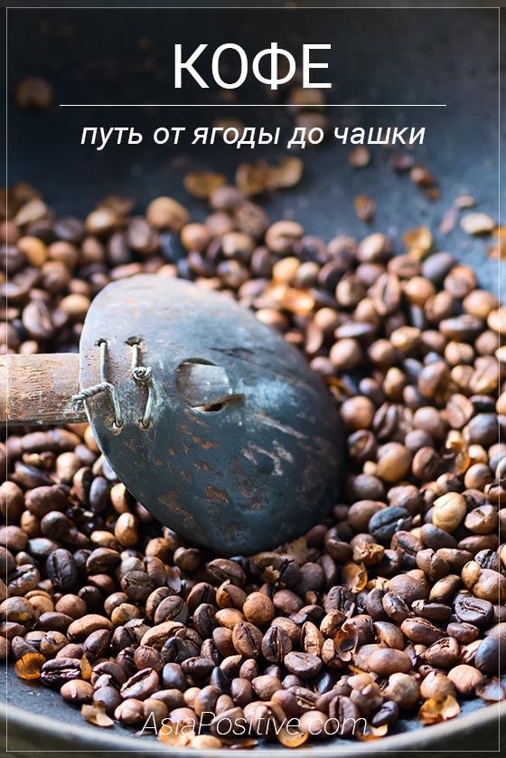 Путь кофе от ягоды до чашки Путешествуя по Азии есть шанс увидеть, как выращивают, собирают и обрабатывают кофейные зёрна традиционными способами | Путь кофе от ягоды до чашки | Эксперт по путешествиям AsiaPositive.com