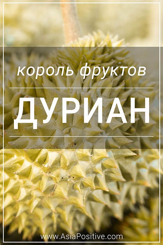 Король фруктов - Дуриан Король фруктов - Дуриан | Позитивные путешествия AsiaPositive.com