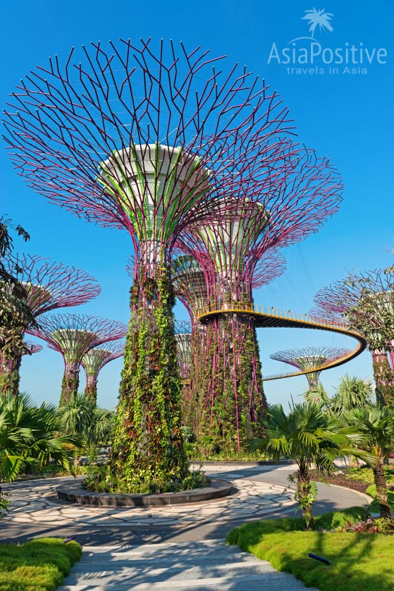 Супер - деревья в Gardens by the Bay | Детальный маршрут по Сингапуру на 2 дня - посетить самые интересные места и посмотреть самые незабываемые достопримечательности Сингапура за 48 часов. | Что посмотреть в Сингапуре за 2 дня