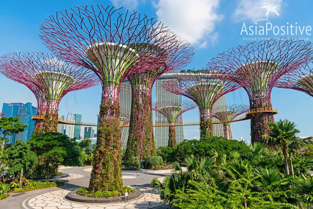 Парк Gardens by the Bay в Сингапуре | Детальный маршрут для самостоятельной поездки из Паттайи в Сингапур, по дороге посетив ещё две азиатских столицы - Куала Лумпур и Бангкок. | Эксперт по путешествиям AsiaPositive.com